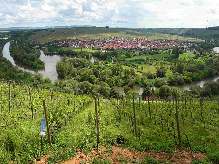 Blick auf die Schlaufe im Main in Nordheim/Main in der Nähe von Volkach, Unteres Franken. Blick vom Restaurant auf der Vogelsburg.