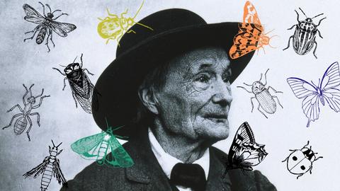 Eine Collage vom Portrait Jean-Henri Fabre mit Insekten. 