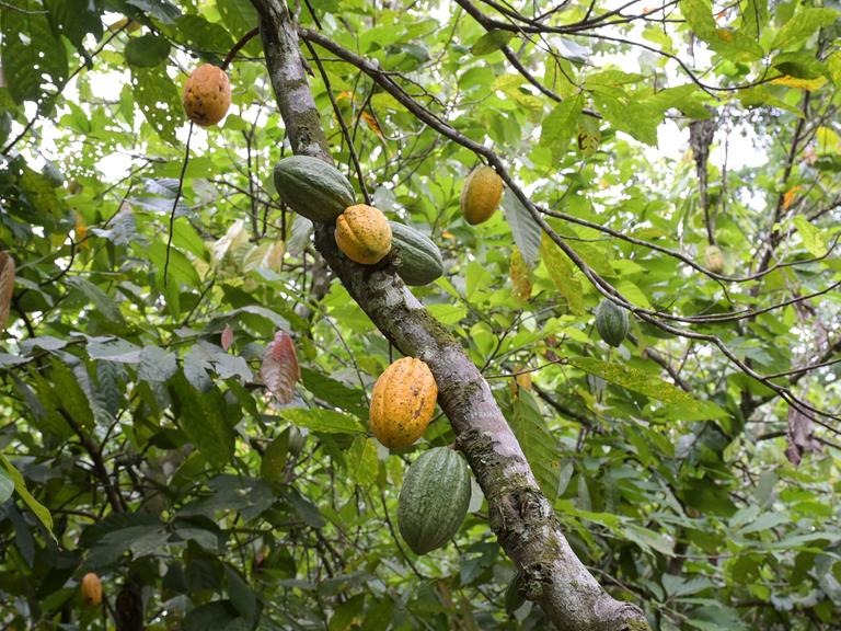 Elfenbeinküste Kakao Anbau