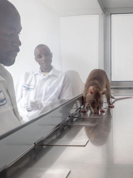 Ratte schnuppert nach Tuberkulose Erregern