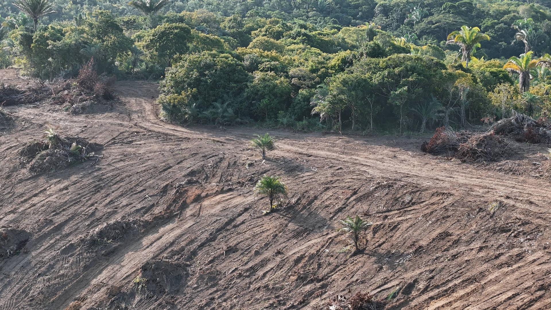 Abholzung des Regenwaldes im Nordosten Brasiliens