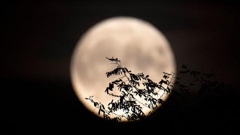 Hinter Blättern eines Baumes erscheint ein großer Vollmond.