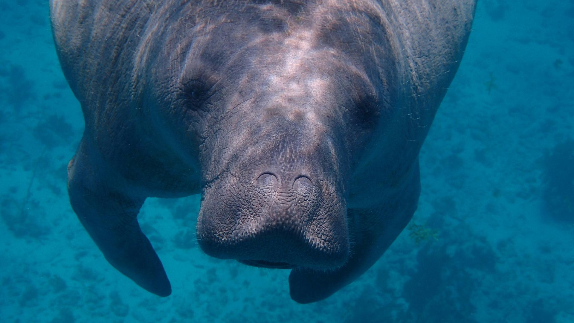 Eine Seekuh kommt im blauen Wasser frontal auf die Kamera zugeschwommen.