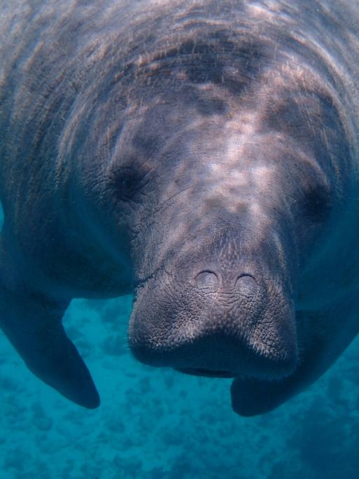 Eine Seekuh kommt im blauen Wasser frontal auf die Kamera zugeschwommen.