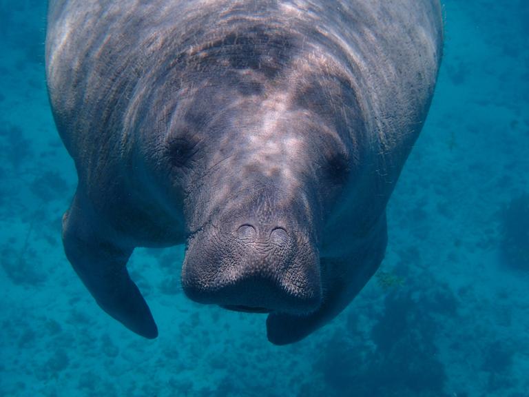 Eine Seekuh kommt im blauen Wasser frontal auf die Kamera zugeschwommen.