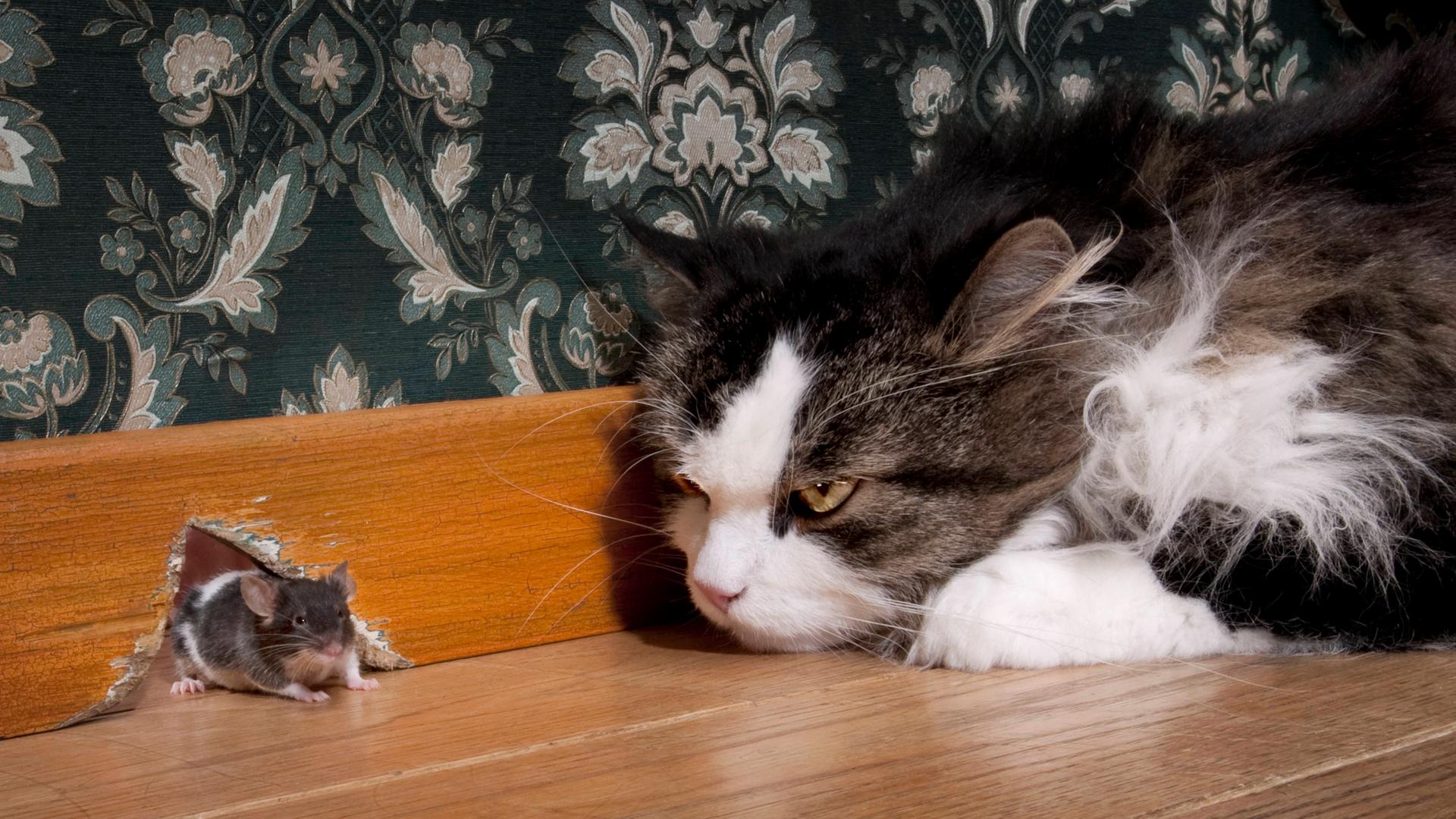Eine Katze starrt auf eine Maus, die aus ihrem Mauseloch kommt.