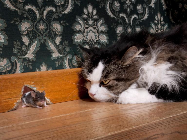 Eine Katze starrt auf eine Maus, die aus ihrem Mauseloch kommt.