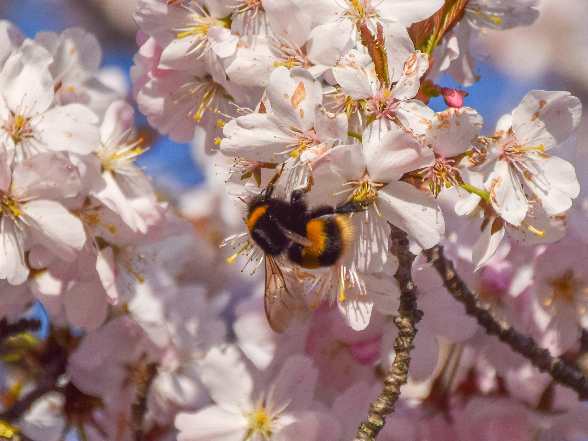 Eine Hummel hängt an einer Kirschblüte