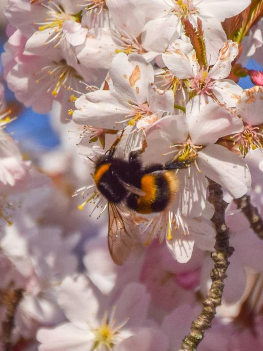 Eine Hummel hängt an einer Kirschblüte
