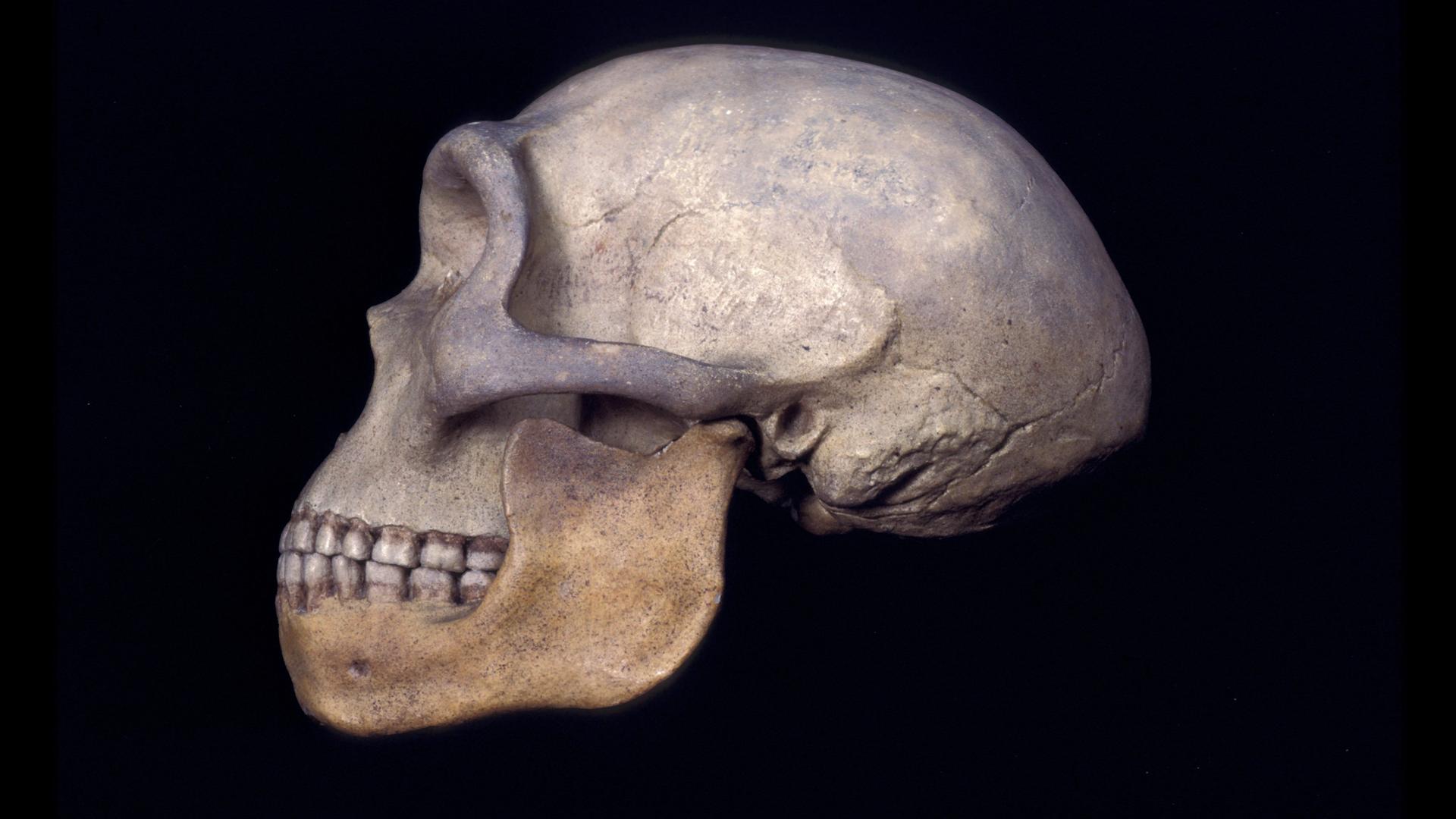 Aufnahme eines  "Homo heidelbergensis"-Schädels von der Seite auf schwarzem Untergrund