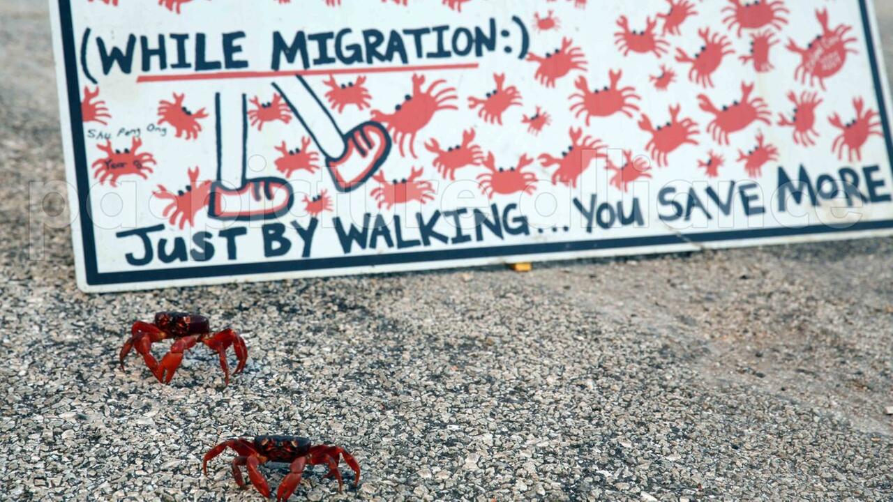 Rote Krabben laufen über eine Straße. Ein Schild ruft zur Vorsicht auf.