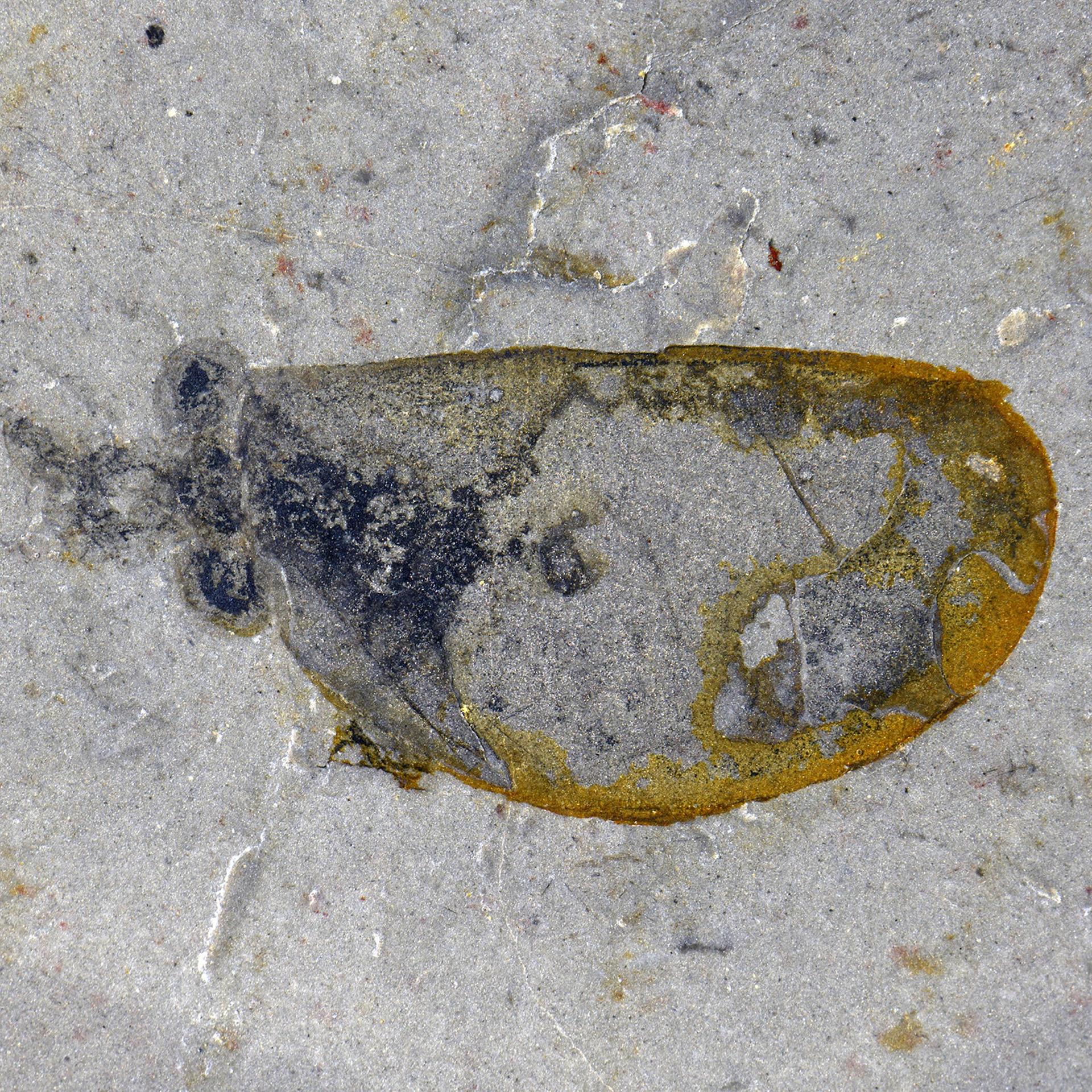 Paläontologie: Artenreiches marines Ökosystem entdeckt