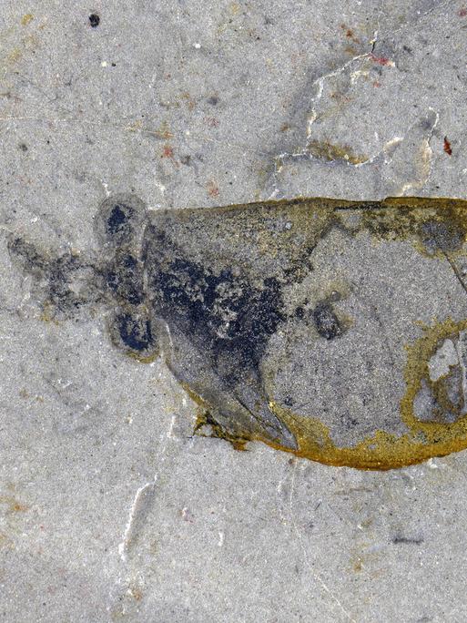 Das Foto zeigt ein Fossil aus der Tiefsee