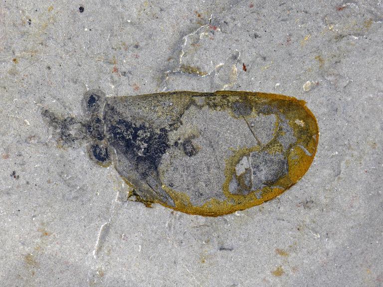 Das Foto zeigt ein Fossil aus der Tiefsee