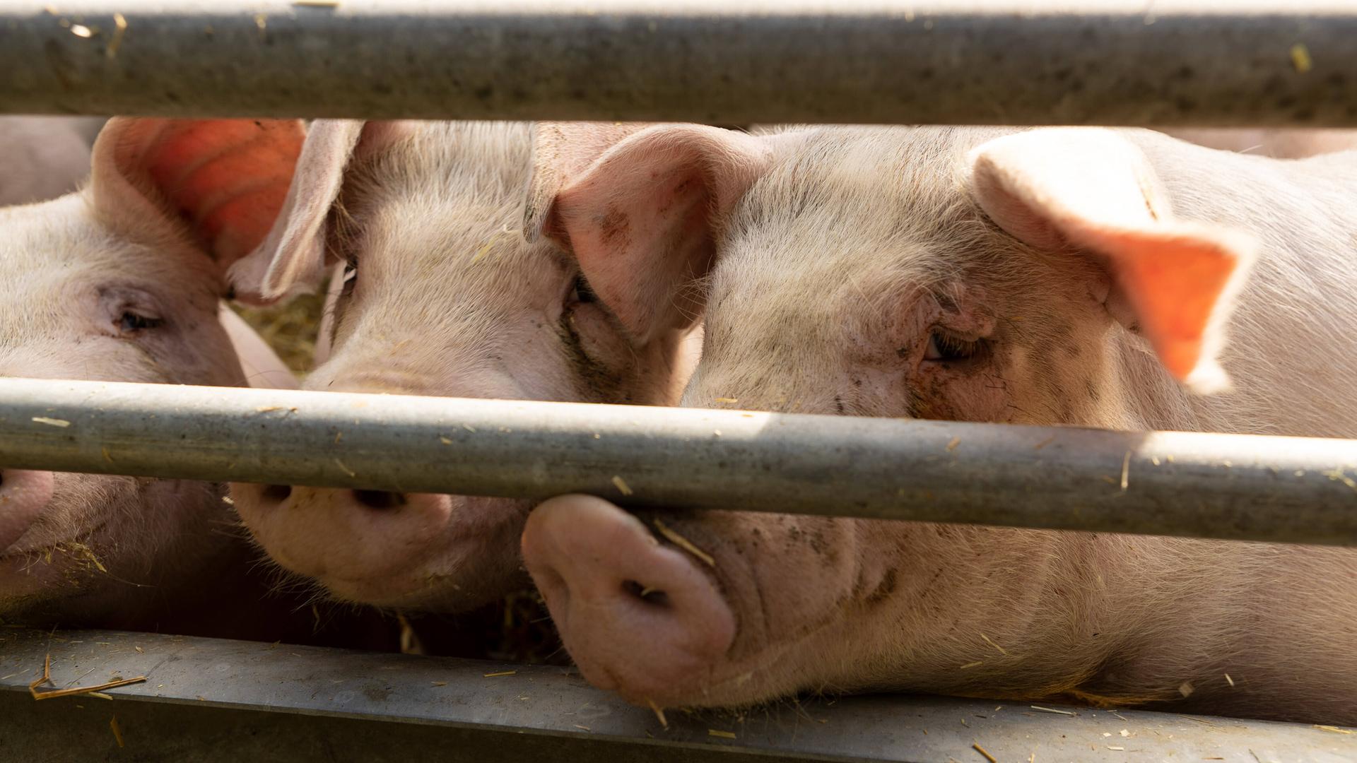 Drei Schweine, die an Stallstangen stehen und ihre Köpfe durchstrecken. Drei Schweine, die an Stallstangen stehen und ihre Köpfe durchstrecken.