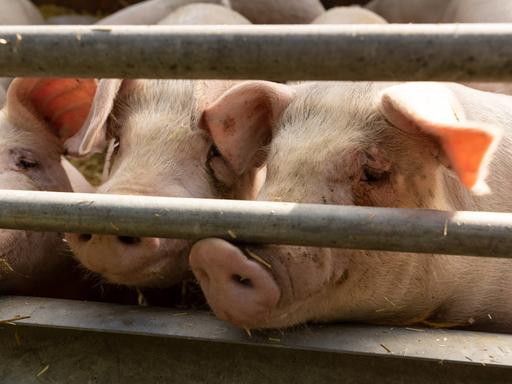 Drei Schweine, die an Stallstangen stehen und ihre Köpfe durchstrecken.