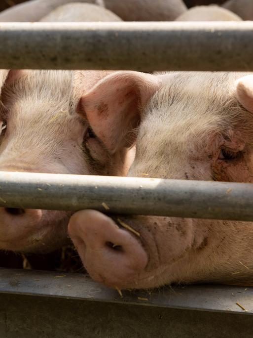 Drei Schweine, die an Stallstangen stehen und ihre Köpfe durchstrecken.
