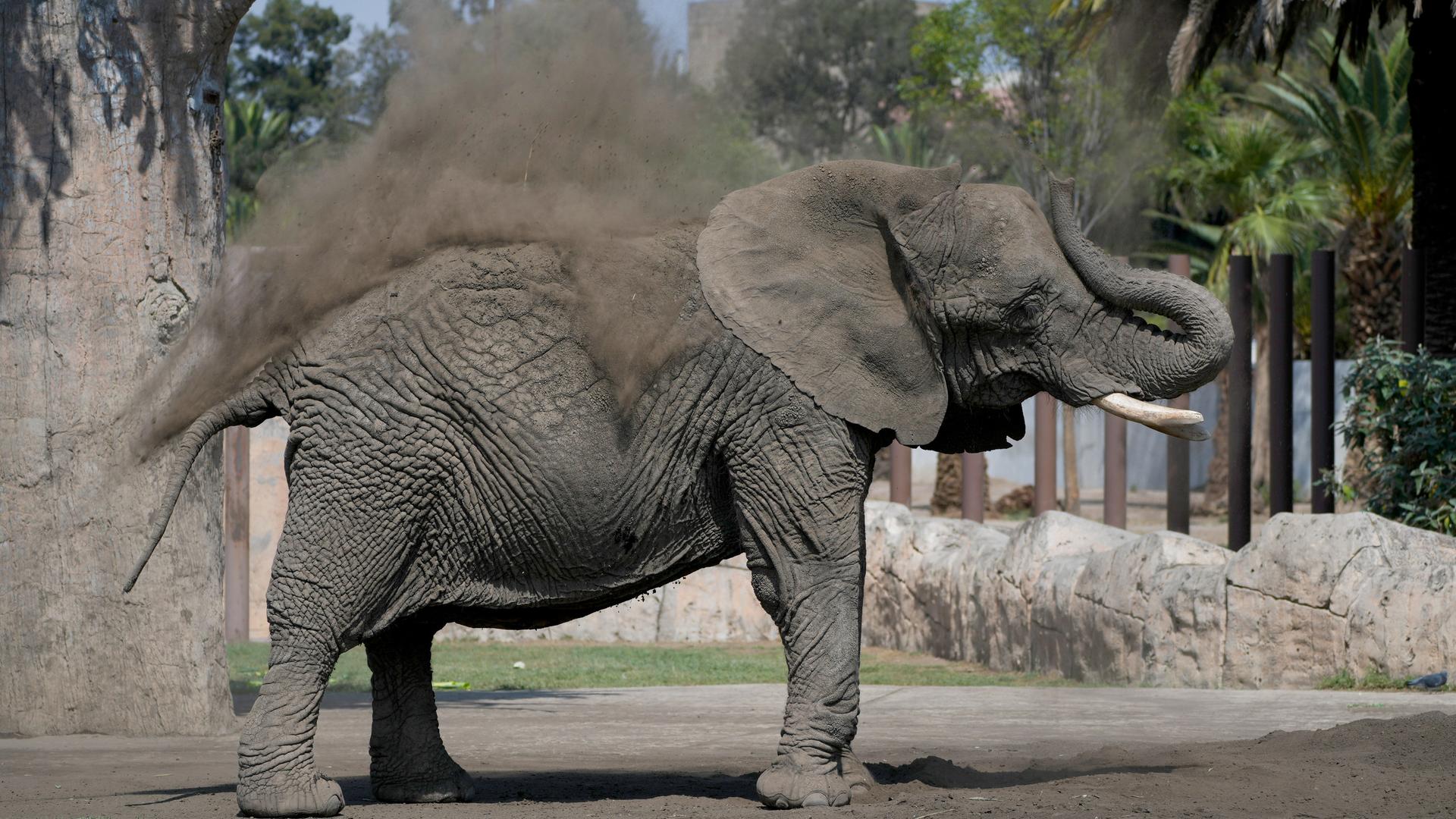 Der Elefant Ely badet im Sand im Zoo San Juan de Aragon. 