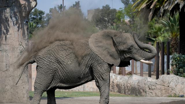 Der Elefant Ely badet im Sand im Zoo San Juan de Aragon. 