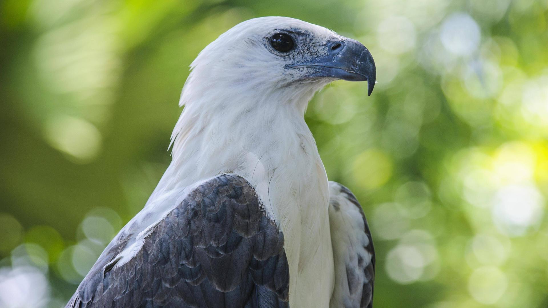 Das Bild zeigt einen Philippinenadler von der Seite, sein Federkleid ist weiß und blau-grau.