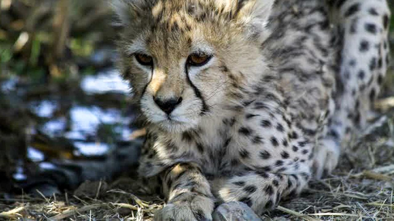 Das Foto des iranischen Umweltministeriums zeigt den Geparden "Pirouz".