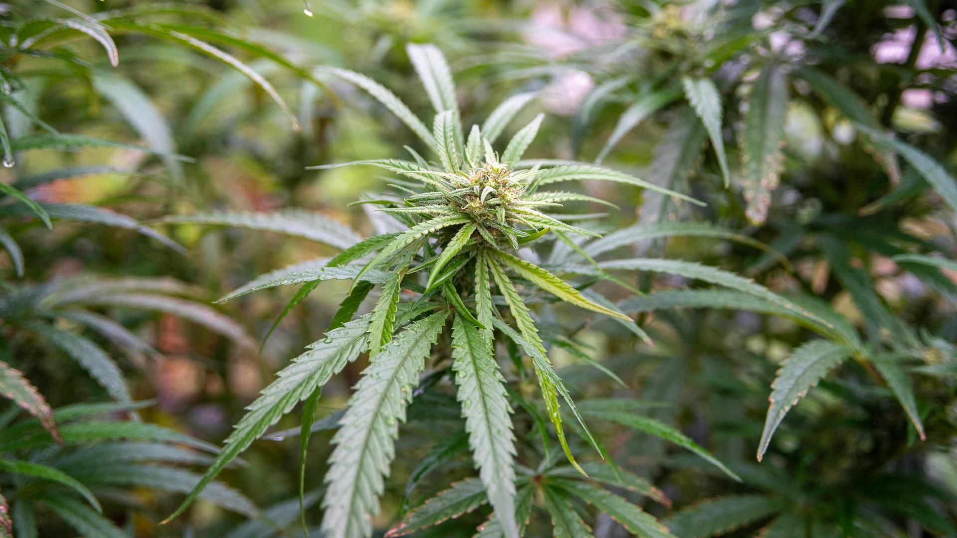 Eine grüne Cannabispflanze in einem Gewächshaus