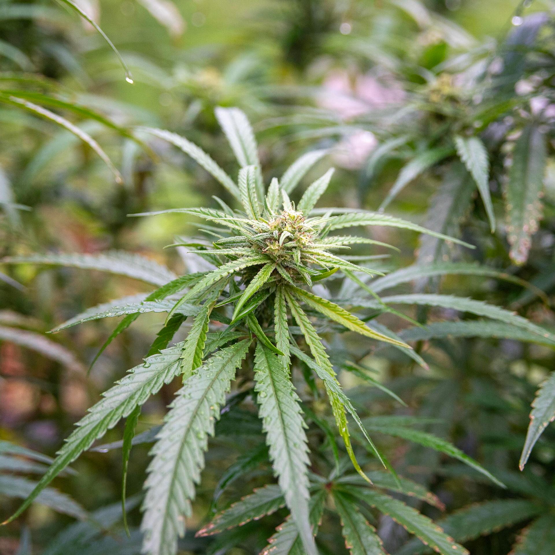 Kiffen und Co. - Die gesundheitlichen Folgen von Cannabiskonsum