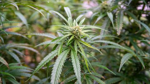 Eine grüne Cannabispflanze in einem Gewächshaus