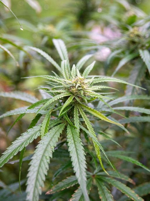 Eine grüne Cannabispflanze in einem Gewächshaus