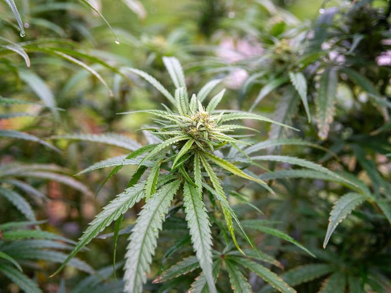 Eine grüne Cannabispflanze in einem Gewächshaus