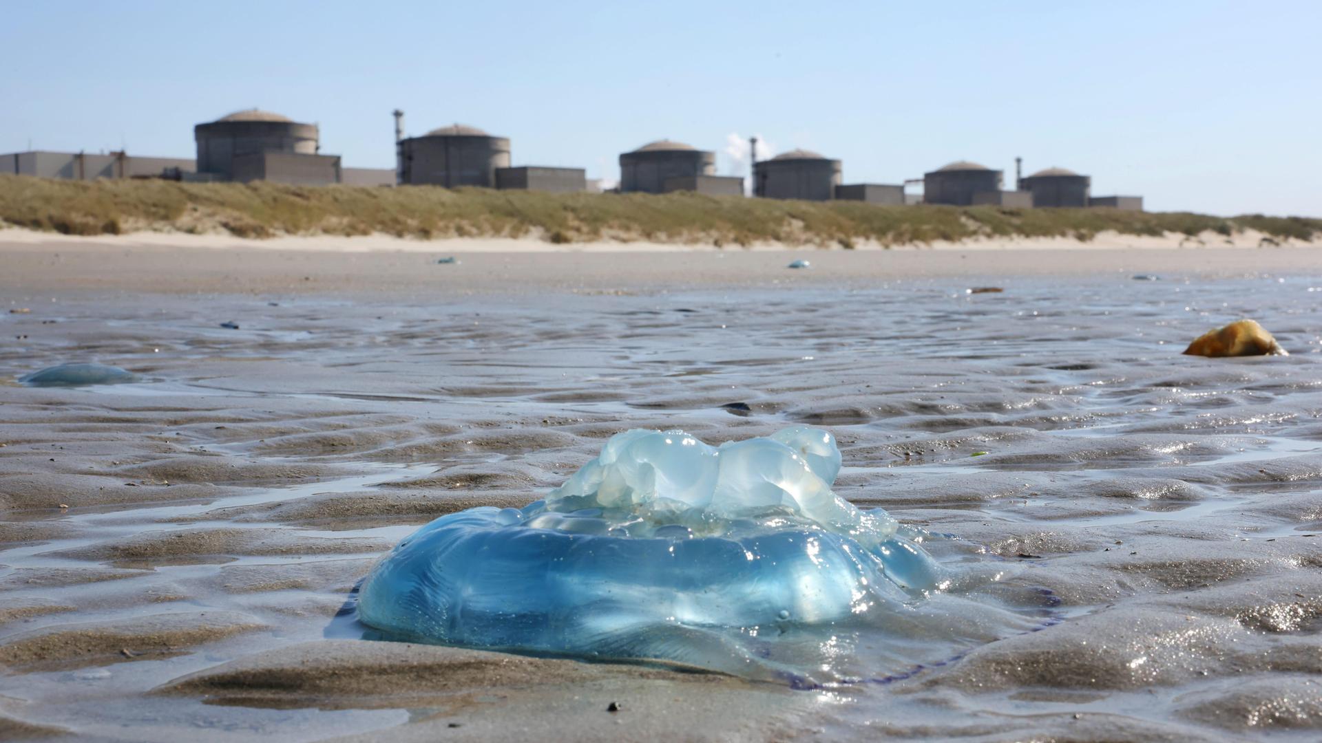 Im Hintergrund die Reaktorblöcke von Gravelines, im Vordergrund Quallen am Strand. Im Hintergrund die Reaktorblöcke von Gravelines, im Vordergrund Quallen am Strand.