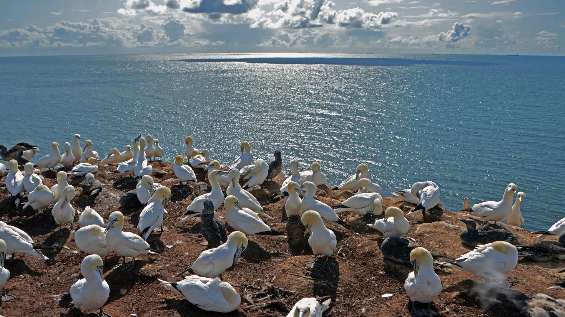 Blick auf die ockerrote Felsküste (Buntsandstein) im Westen der Nordseeinsel Helgoland - auf den Klippen brüten und rasten u.a. Meeresvögel der Art "Basstölpel".