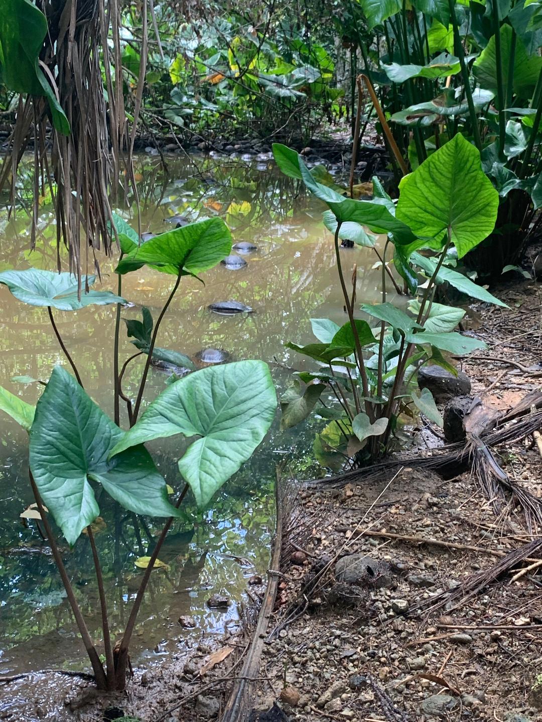 Taropflanze in Mikronesien