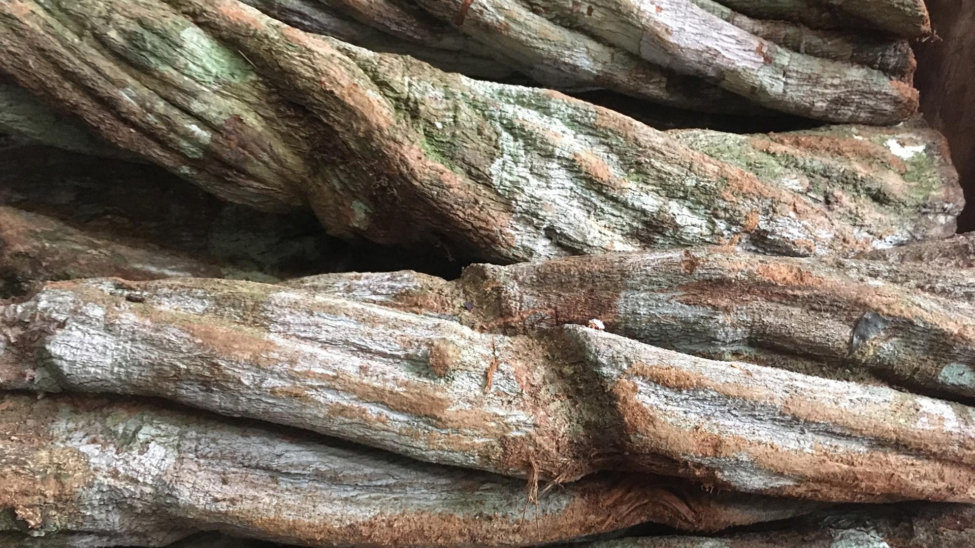  Alte Ayahuascastämme