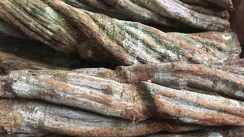  Alte Ayahuascastämme