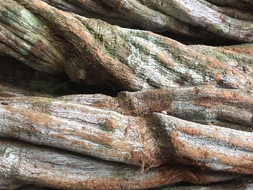  Alte Ayahuascastämme