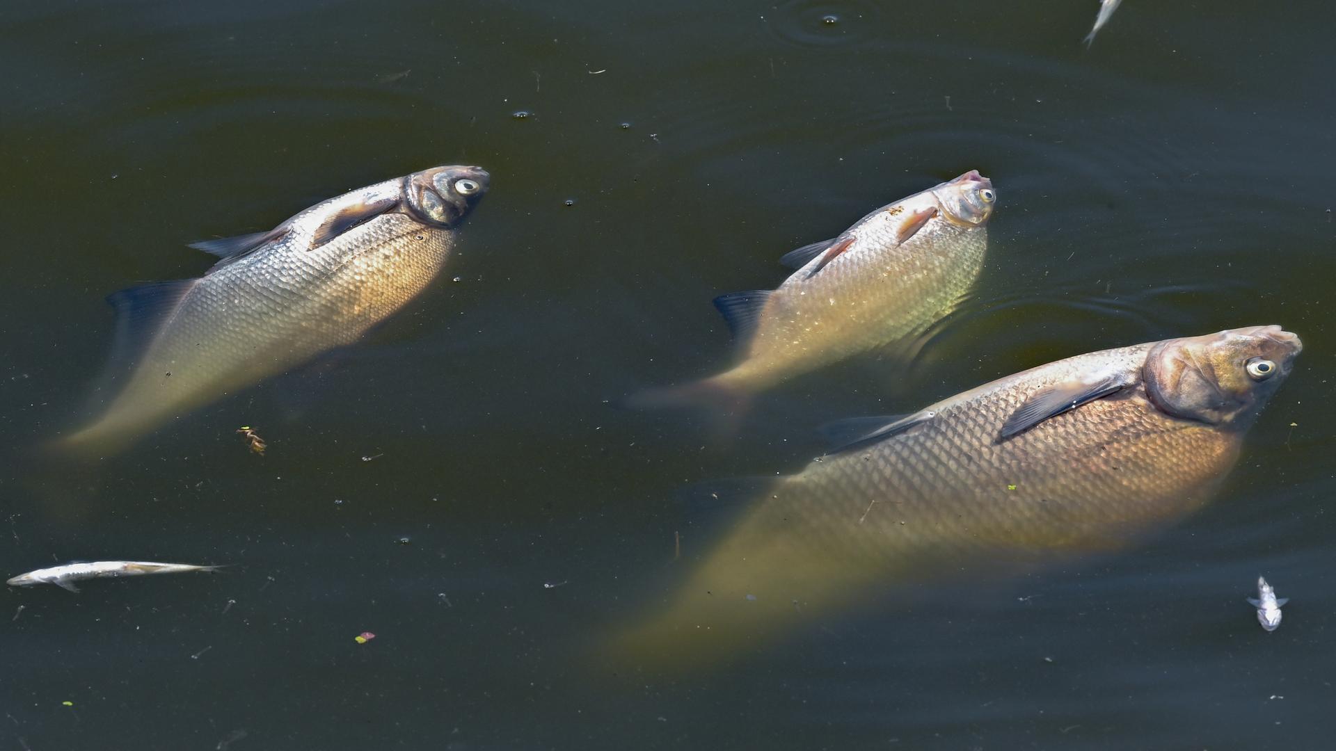 Tote Fische treiben im Wasser des deutsch-polnischen Grenzflusses Oder.