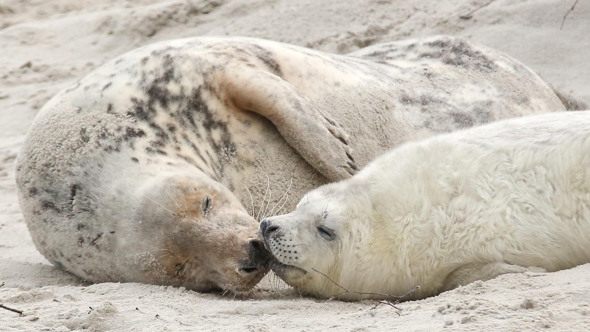 Eine junge Kegelrobbe und das Muttertier liegen am Strand der Düne vor der Hochseeinsel Helgoland. 