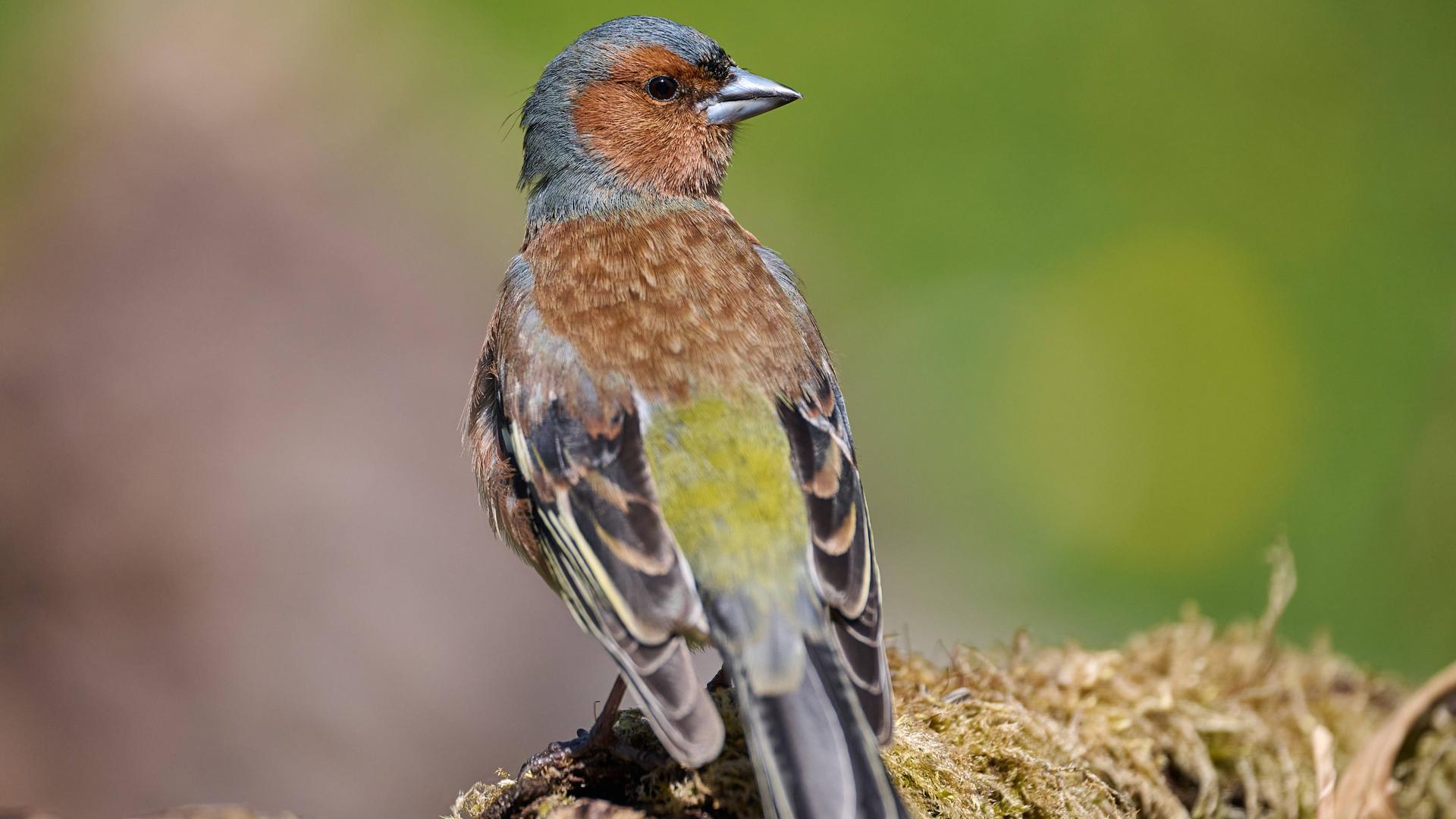 Ein kleiner Vogel in einem Garten, er ist braun und grau und hat etwas grün auf dem Rücken. Ein kleiner Vogel in einem Garten, er ist braun und grau und hat etwas grün auf dem Rücken.