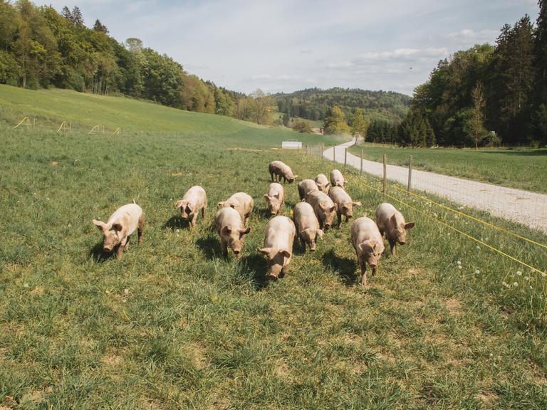 Landleben als Idylle: eine kleine Schweineherde mit viel Auslauf in der Nähe von Zürich