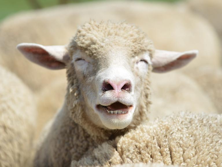Ein Schaf inmitten einer Herde hebt den Kopf und blökt. Es wirkt so, als würde es lachen.