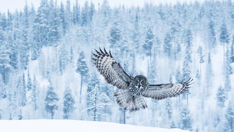 Eine grosse graue Eule fliegt über die winterliche Taiga Landschaft bei Kuusamo im finnischen Lappland.