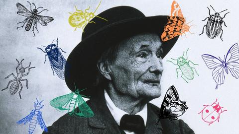 Eine Collage vom Portrait Jean-Henri Fabre mit Insekten. 