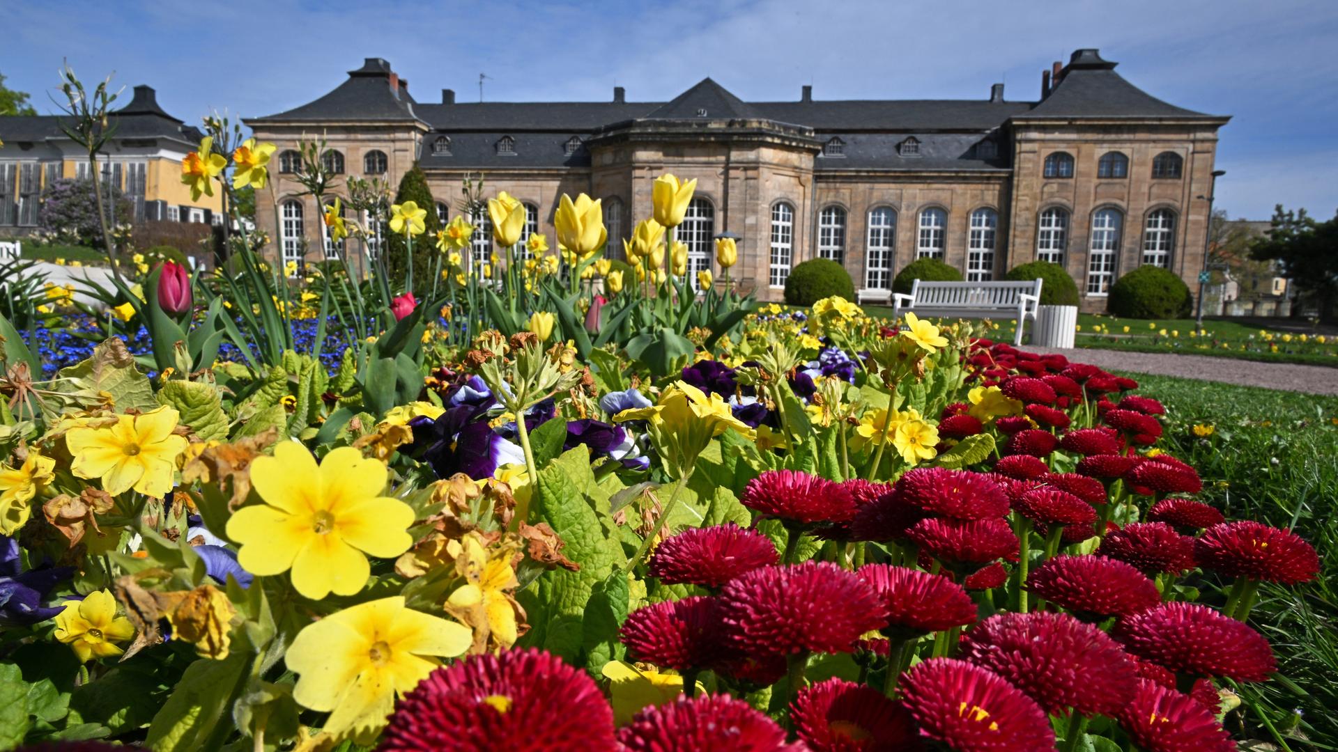 Frühlingsblumen in einem Bett vor dem Schloss Friedenstein, dahinter ist ein Weg mit Bank erkennbar Frühlingsblumen in einem Bett vor dem Schloss Friedenstein, dahinter ist ein Weg mit Bank erkennbar