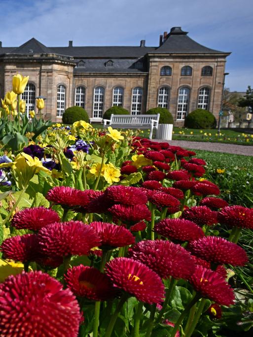 Frühlingsblumen in einem Bett vor dem Schloss Friedenstein, dahinter ist ein Weg mit Bank erkennbar
