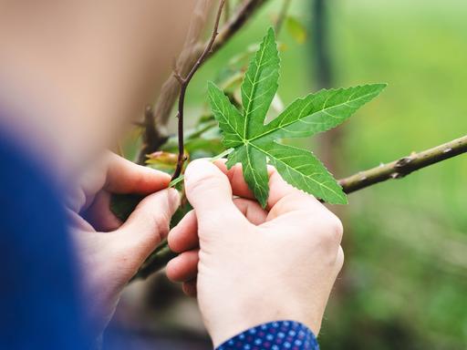 Ein Mann hält ein grünes Cannabis-Blatt in der Hand.