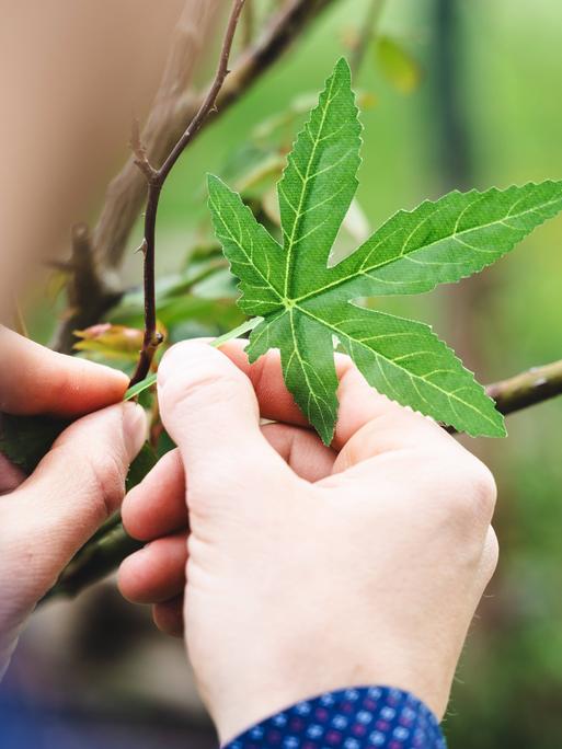 Ein Mann hält ein grünes Cannabis-Blatt in der Hand.