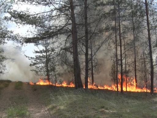 In der Nähe von Beelitz in Brandenburg brennt wegen der großen Trockenheit der Wald. 