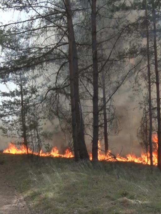 In der Nähe von Beelitz in Brandenburg brennt wegen der großen Trockenheit der Wald. 