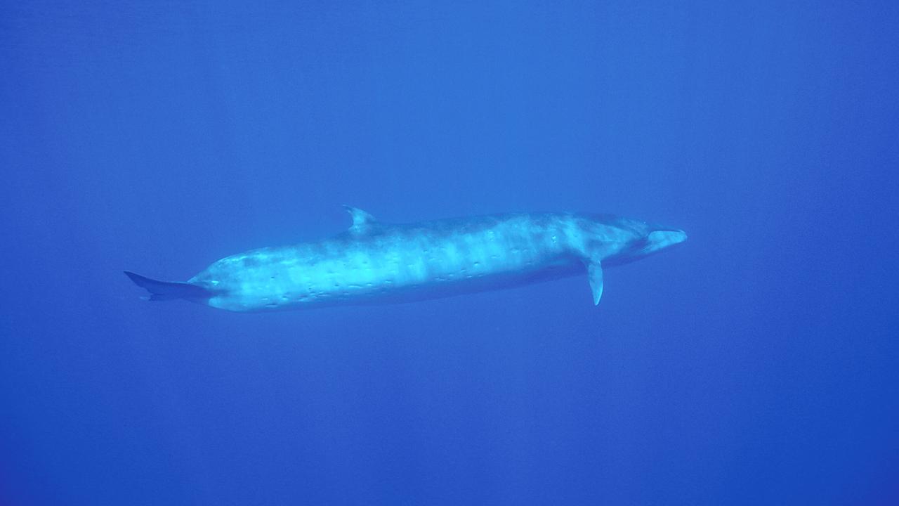 Unterwasserfoto: Der riesige längliche Seiwal schwimmt im blauen Meer, die Wasseroberfläche wirft helle Reflexe auf den Tierkörper. 